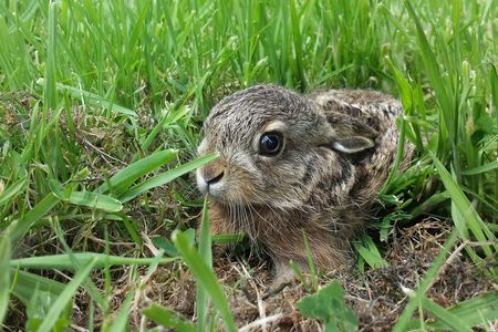 Kaninchenjunges im Gras duckt sich