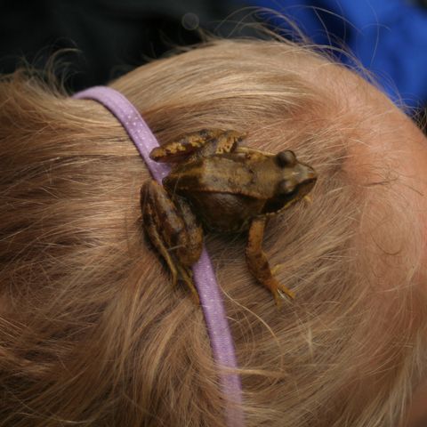 Frosch sitzt auf dem Kopf eines Mädchens