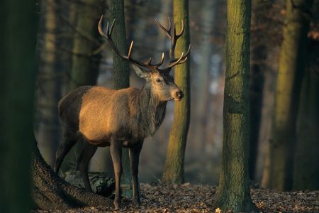 Damwild-Hirsch steht im Wald